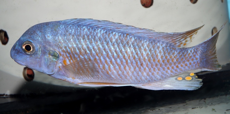 Labeotropheus fuelleborni 'Mdoka'